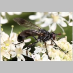 Lophosia fasciata - Raupenfliege 02c.jpg